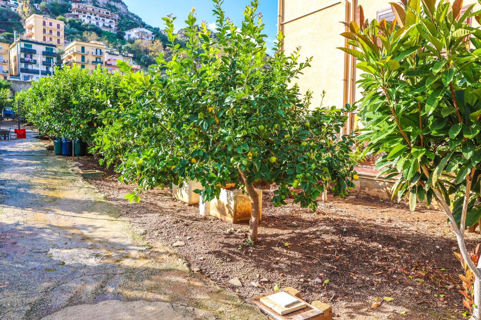 B&B Giardino Dei Cedri Trabia Extérieur photo
