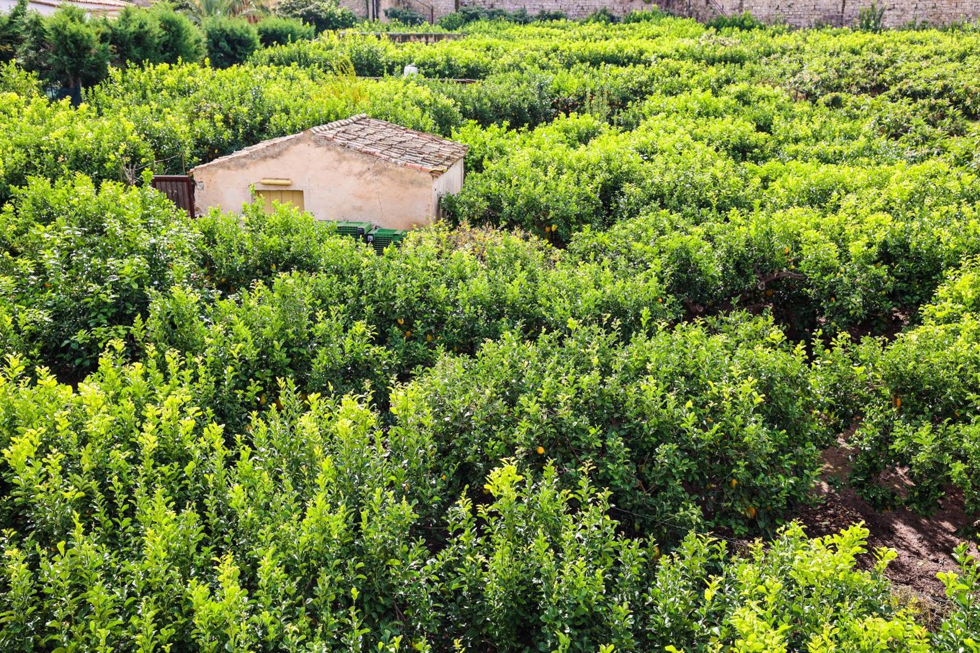 B&B Giardino Dei Cedri Trabia Extérieur photo